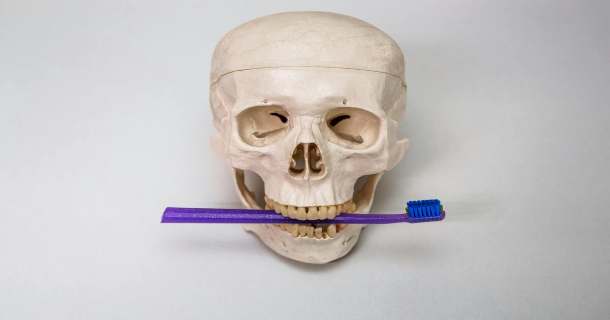 Skull with toothbrush between teeth to depict: Does osteoporosis affect your teeth?